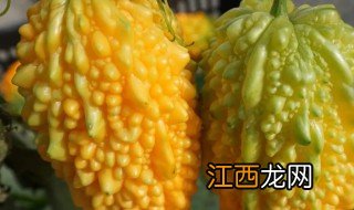 小癞瓜秋天可以种吗 小癞瓜能吃吗