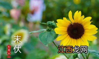 三伏天2021年 2021年三伏天介绍