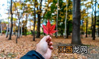 秋天还可以种东西吗 秋天可以种的东西