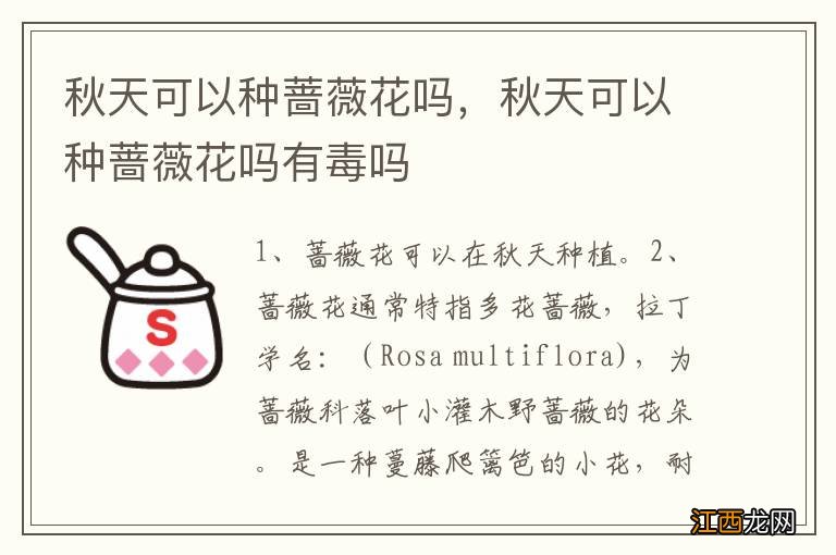 秋天可以种蔷薇花吗,秋天可以种蔷薇花吗有毒吗