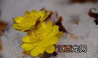 冰凌花泡水喝的功效 冰凌花泡水喝的功效是什么