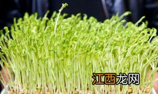 豆苗怎么种植方法 豆苗如何种植