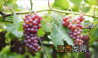 葡萄秋施肥最佳配方是什么 葡萄秋施肥最佳配方