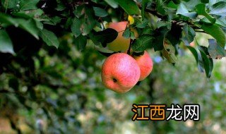 秋天成熟的水果都有什么 秋天的果实叫什么