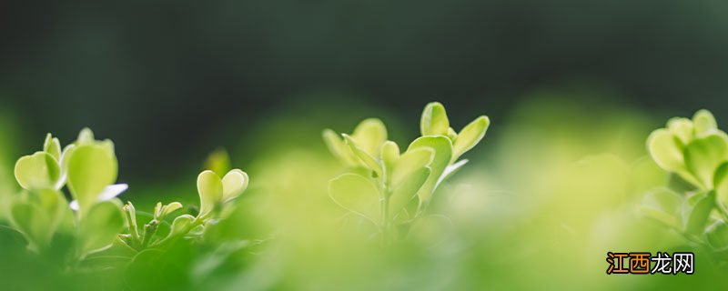 鸭掌木有毒吗 鸭掌木有毒吗适合养在室内吗