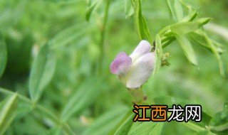 苕菜汤怎么做 苕菜有什么作用