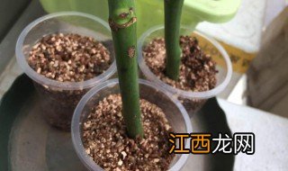 土扦插月季方法大全 插月季土扦方法大全