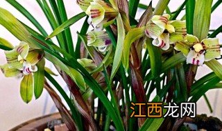 兰花根烂了还能生根吗视频 兰花根烂了还能生根吗