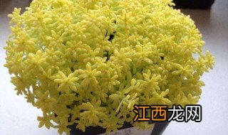 黄金草多肉怎么养护 黄金草多肉怎么养