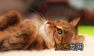 猫咪不爱吃猫粮咋办 幼猫不吃猫粮怎么办