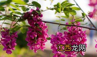 红花刺槐的功效与作用 红花刺槐有什么益处