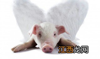 属猪人的致命缺点 属猪性格优点和缺点