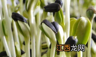 怎么做油葵菜 油葵菜怎么做好吃