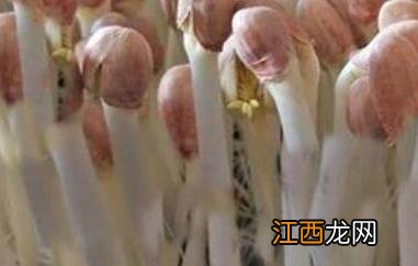 花生芽哪些人不能吃 吃花生芽的禁忌