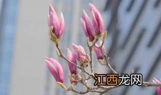 玉兰扦插时间和方法 如何扦插玉兰