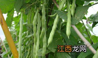 如何做炒菜豆 菜豆怎么做好吃