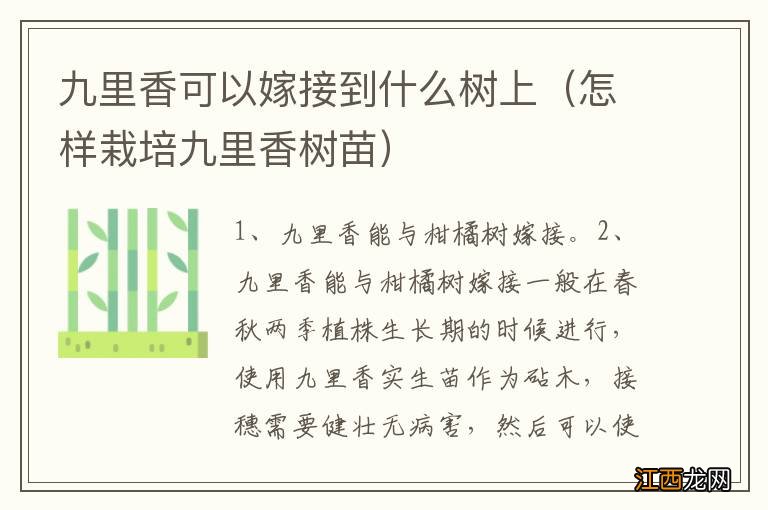 怎样栽培九里香树苗 九里香可以嫁接到什么树上