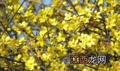 迎春花秋季能栽培吗视频 迎春花秋季能栽培吗