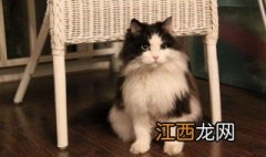 挪威森林猫饲养方法视频 挪威森林猫饲养方法