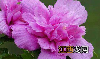 木槿花怎么吃 如何做木槿花