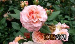 粉色达芬奇月季养护 粉色达芬奇月季怎么养