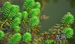 狐尾藻种植方法视频 狐尾藻种植方法