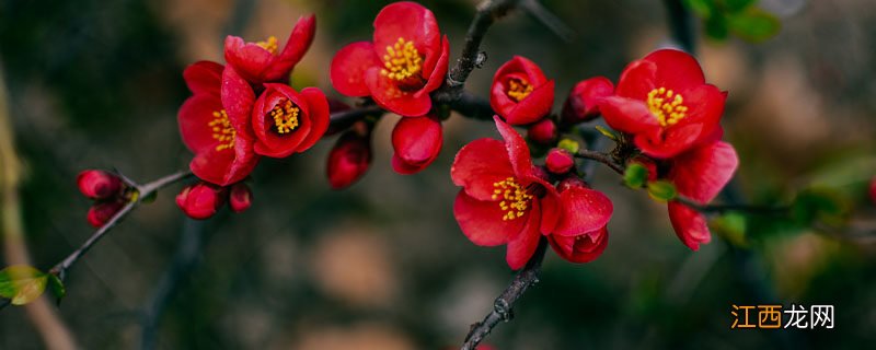 佛肚海棠适合家里种吗 10种最旺家的花