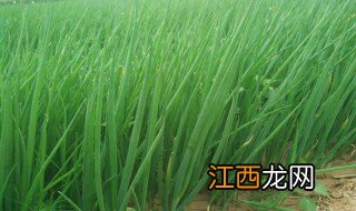 小葱种植技术和方法视频 小葱种植技术和方法