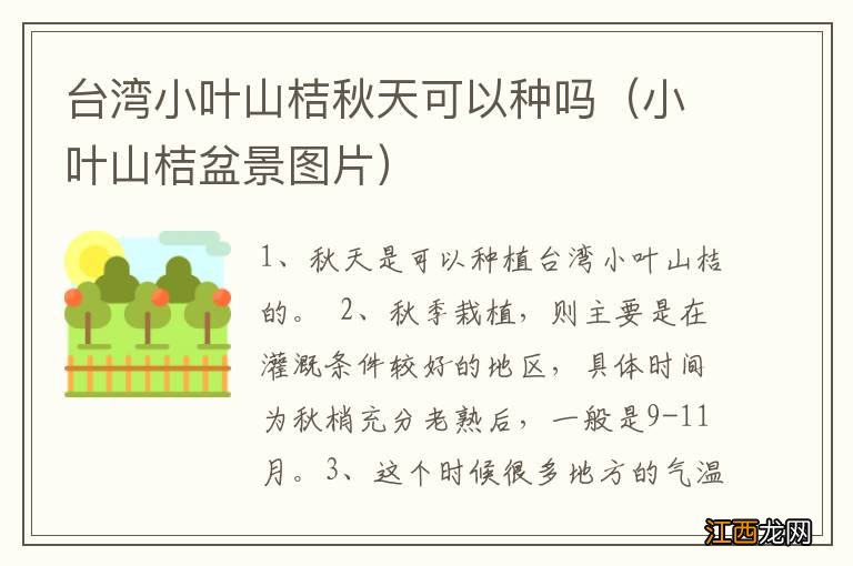 小叶山桔盆景图片 台湾小叶山桔秋天可以种吗