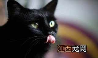 中元节晚上还能喂流浪猫吗 中元节收养流浪猫