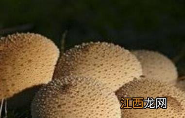 马勃菌的功效与作用 马勃菌怎么吃