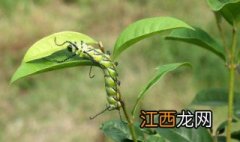 生菜生虫子了用什么办法能去除 菜生虫怎么办