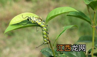 生菜生虫子了用什么办法能去除 菜生虫怎么办