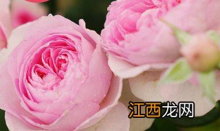 花叶包子的制作方法 花朵包子的做法步骤