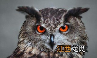 猫头鹰进宅报喜报财 猫头鹰进家有什么预兆