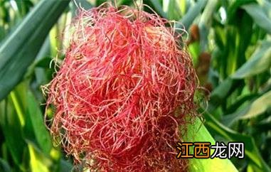 玉米须的功效与作用 玉米须的禁忌