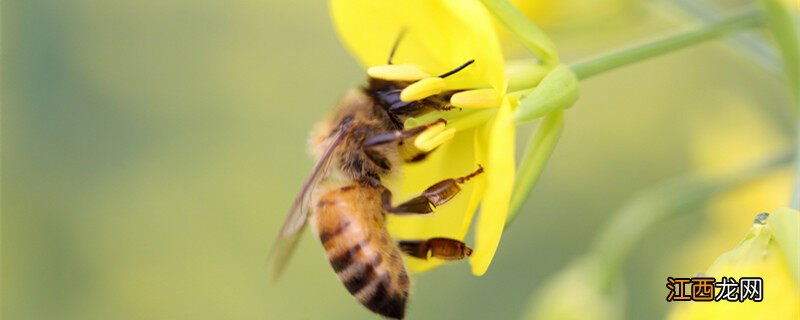 蜜蜂品种 蜜蜂品种图片大全