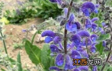 香青兰的功效与作用 香青兰的食用方法