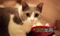 做梦梦到猫是什么意思 做梦梦到猫是什么意思