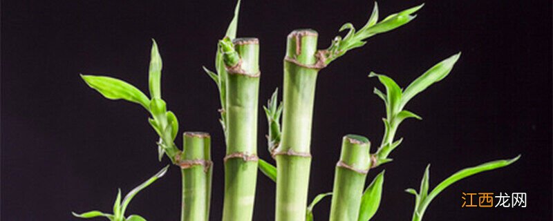 荷花竹的养殖方法和注意事项 水培荷花竹的养殖方法和注意事项