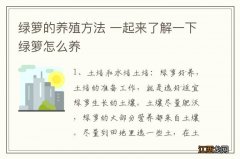 绿箩的养殖方法 一起来了解一下绿箩怎么养