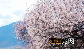 桃花煞是什么意思?怎么化解桃花煞? 桃花煞是什么意思