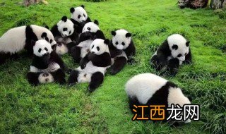 熊猫是什么科动物 熊猫属于什么科