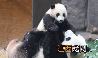 大熊猫有凶残的一面吗 大熊猫会不会有凶残的一面