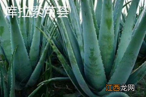 六种可以吃的芦荟品种，六种可以吃的芦荟品种排名