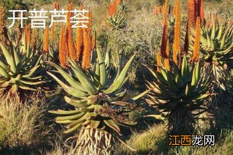 六种可以吃的芦荟品种，六种可以吃的芦荟品种排名