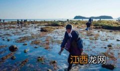 葫芦岛赶海哪里好玩 葫芦岛赶海哪里好