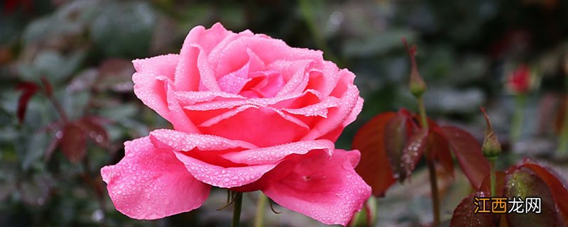 月季花期 月季花期有多长时间