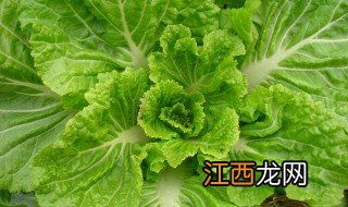 白菜最忌三种肥料 大白菜几天浇一次水