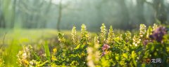 裸子植物会开花吗 裸子植物会开花吗初中生物